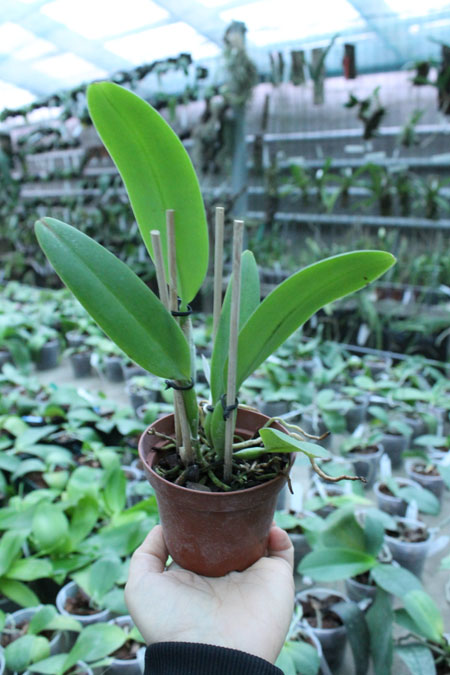 Cattleya maxima rubra 'Peruana' x SELF.jpg