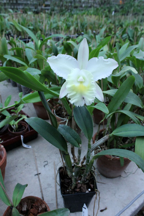 Cattleya walkeriana var alba x Brassocattleya Mount Hood 'Mary'.jpg