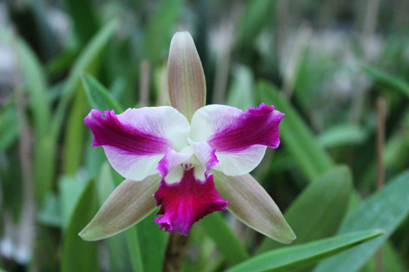 Laelia tenebrosa x Cattleya Penny Kuroda 'spots'.jpg