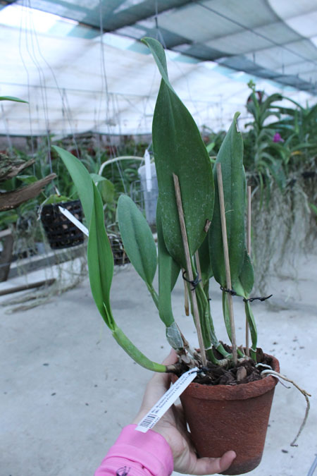 Brassolaeliocattleya Burdekin Wonder 'Lake Land'.jpg