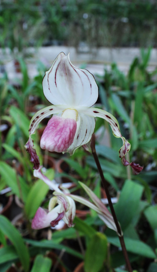 Paphiopedilum stonei.jpg