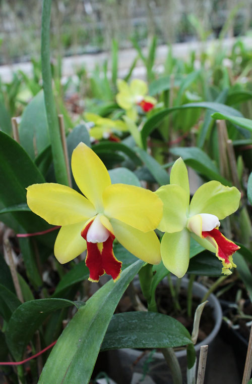 Sophrocattleya June Bug 'Venice Sunshine'.jpg