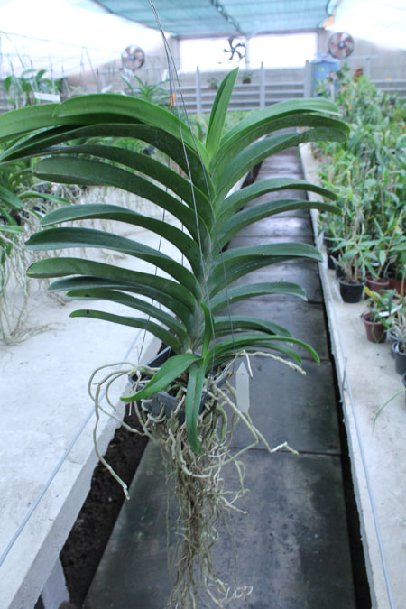 Vanda Chulee x Pak Chong Blue.jpg