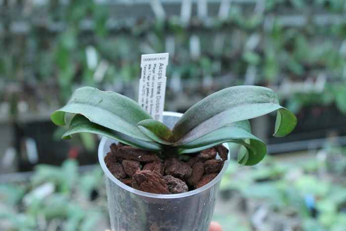 Asconopsis Irene Dobkin 'Elmhurst'.jpg