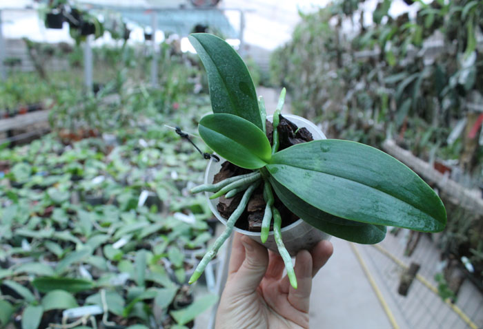 Phalaenopsis Liu's Berry 'SW'.jpg