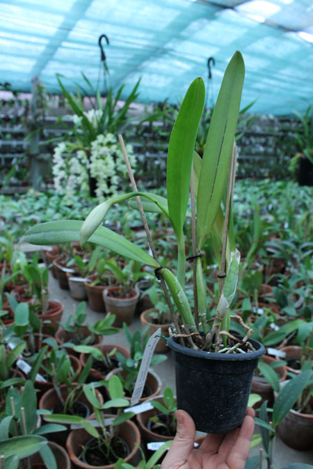Laeliocattleya Statteriana (Laelia perrinii x Cattleya Labiata).jpg