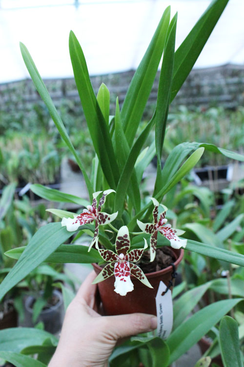 Carpenterara Sydney Smith 'Green Monkey'.jpg