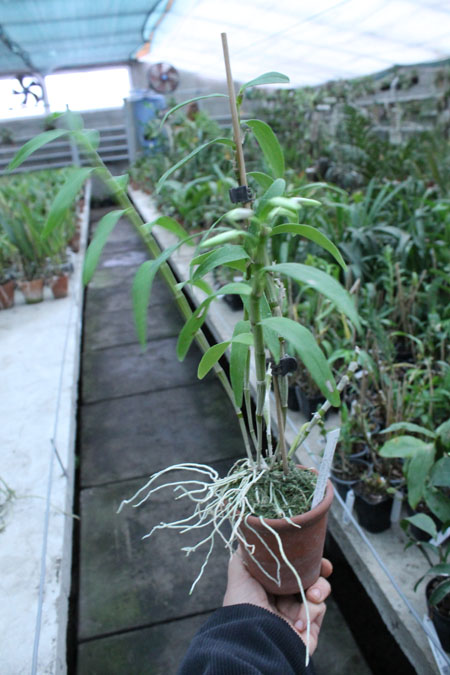 Dendrobium Cassiope.jpg