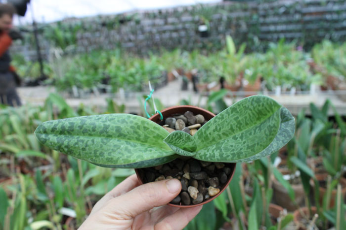 Paphiopedilum venustum alba.jpg