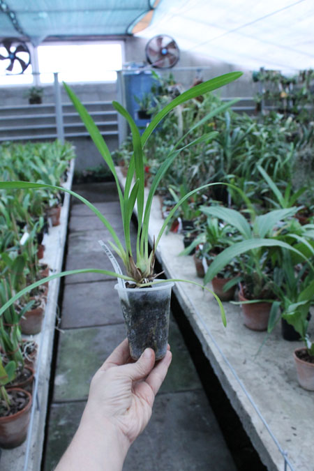 Cymbidium Isle 'Flamingo Three Lips'.jpg