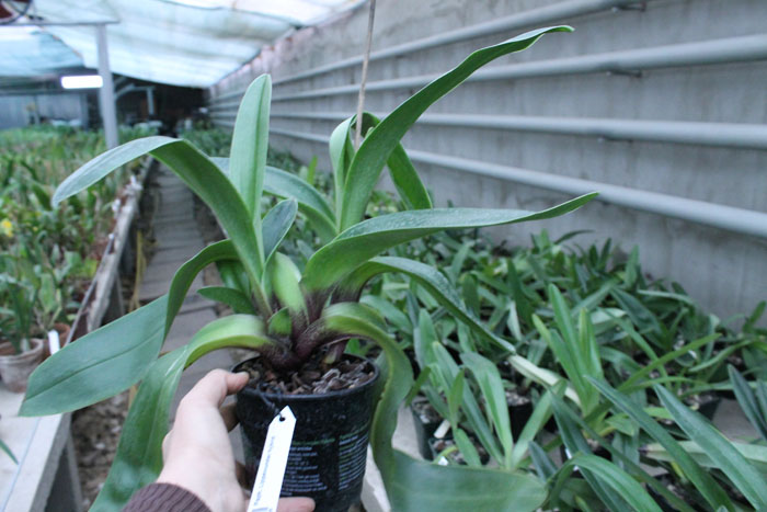 Lippewunder hybrid.jpg