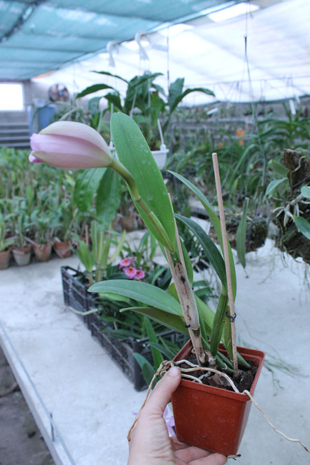 Brassocattleya Chief Pink 'Diana'.jpg