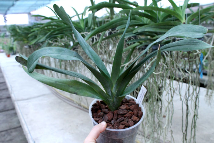 Angraecum sesquipedale.jpg