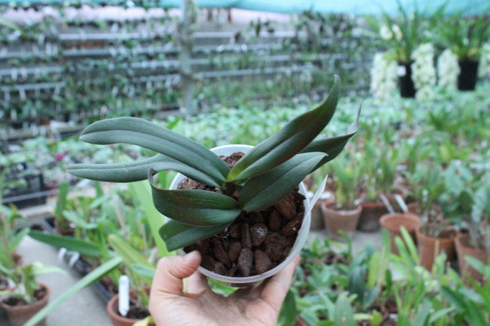 Renanthopsis Mildred Jameson 'Bonsall'.jpg