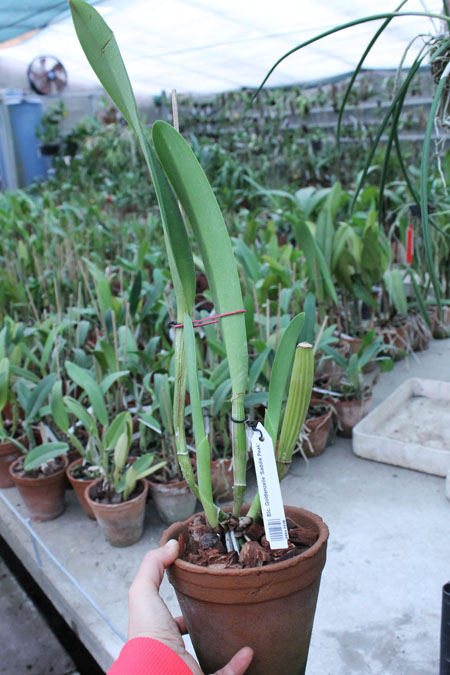Brassolaeliocattleya Goldenzelle 'Saddle Peak'.jpg