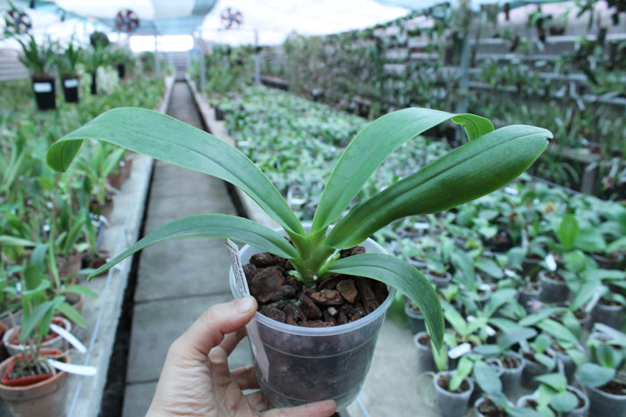 Phalaenopsis bastianii.jpg