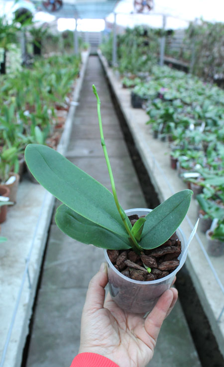 Phalaenopsis stuartiana var nobilis.jpg