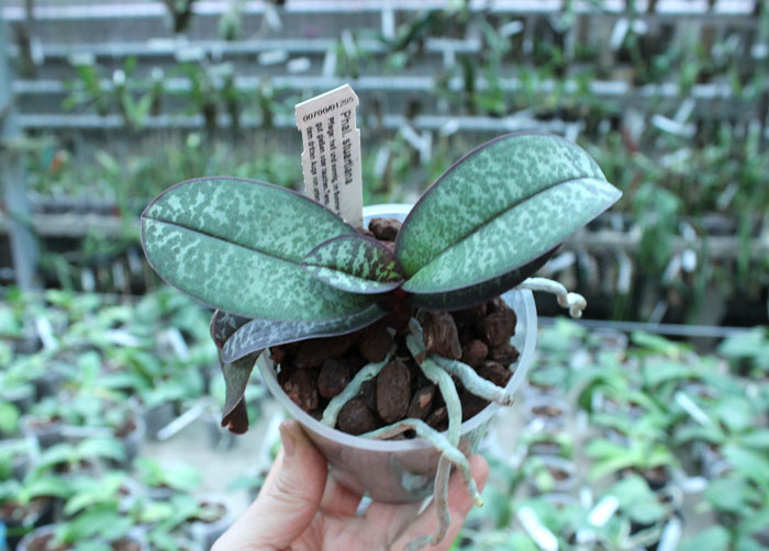 Phalaenopsis stuartiana.jpg