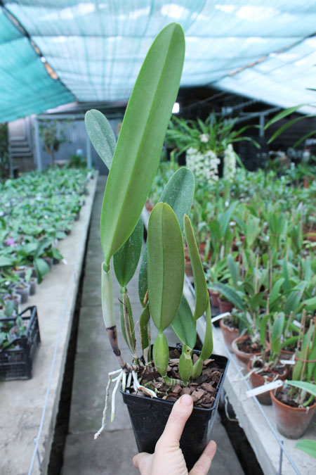 Cattleya trianae 'Junio' (12-8) x Cattleya trianae 'Sangre de Toro II' (25-8).jpg