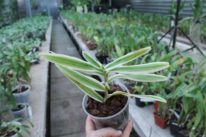 Arachnis flos-aeris variegated.jpg