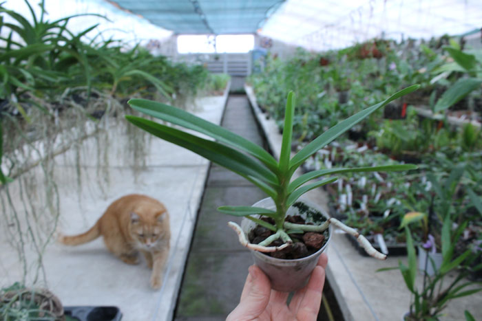 Vanda denisoniana orange x Ascocenda Rasri Gold.jpg
