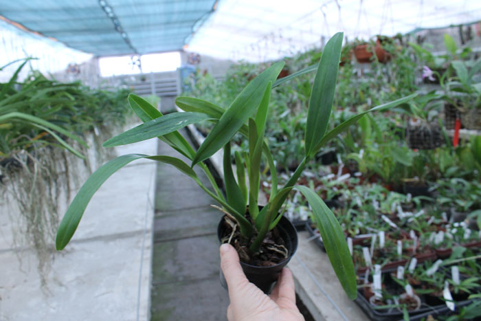 Epidendrum brassavolae.jpg