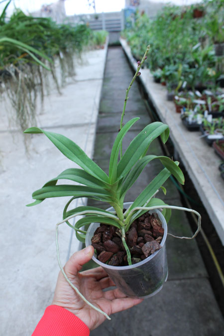 Ascovandoritis Thai Cherry (Doritis pulcherrima × Ascocenda Eileen Beauty).jpg