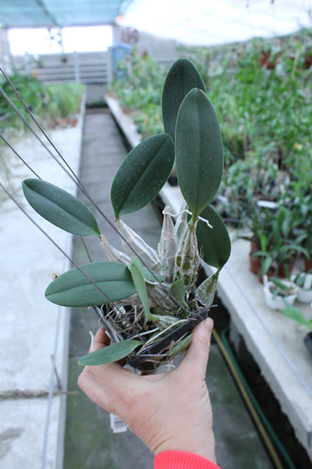 Dendrobium aggregatum.jpg