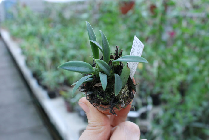 Bulbophyllum tingabarinum.jpg