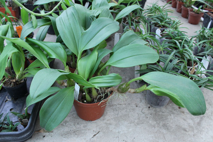 Bulbophyllum dearei x lobbii.jpg