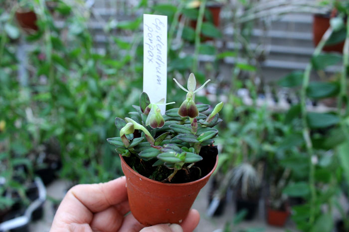 Epidendrum porpax.jpg