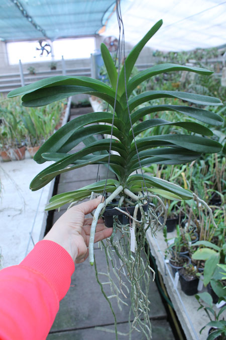 Vanda Tharab Blue.jpg