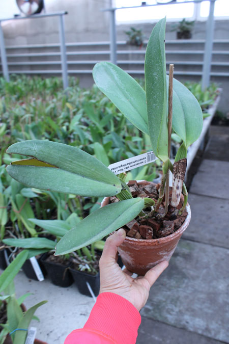Cattleya warneri semi alba 'Aline' x Cattleya warneri semi alba integra orlata.jpg