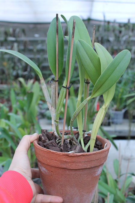 Cattleya lueddemanniana tipo 'Royal Flash' x Cattleya lueddemanniana tipo 'Drago'.jpg