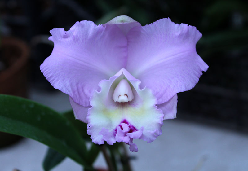 Brassocattleya Chief Pink 'Diana'.jpg