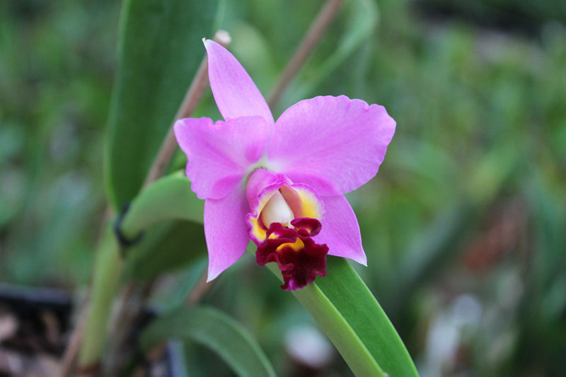 Brassolaeliocattleya Haw Yuan Beauty 'Hong' x Brassavola digbyana 'Uncle Pig'.jpg