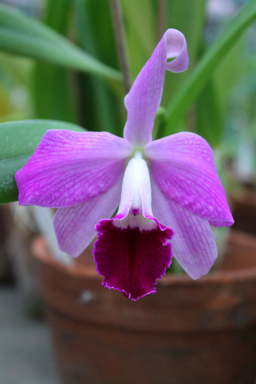 Laeliocattleya Statteriana (Laelia perrinii x Cattleya Labiata).jpg