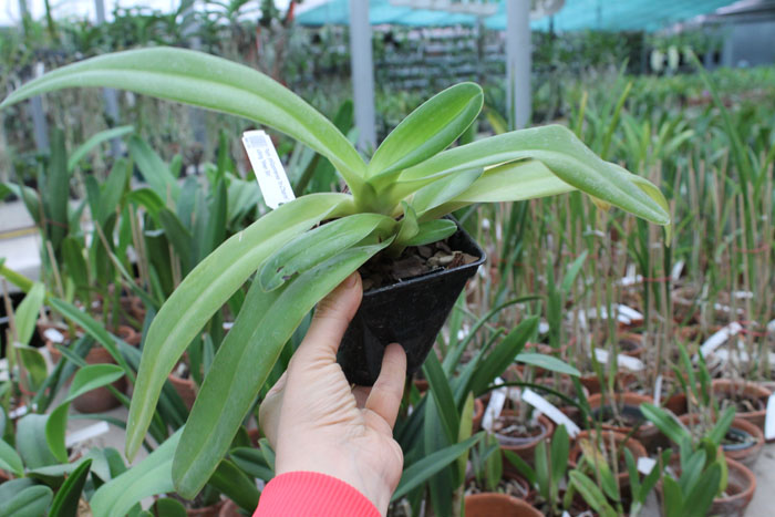 Paphiopedilum philippinense 'In-Charm' x sibling 'Ween Sin'.jpg