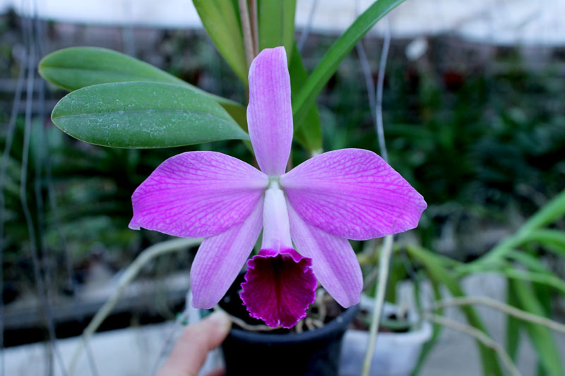 Laeliocattleya Statteriana (Laelia perrinii x Cattleya Labiata).jpg