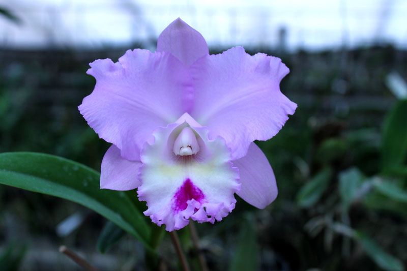 Brassocattleya Chief Pink 'Diana'.jpg