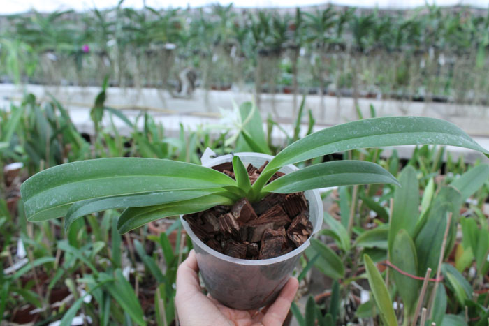 Paphiopedilum Berenice.jpg