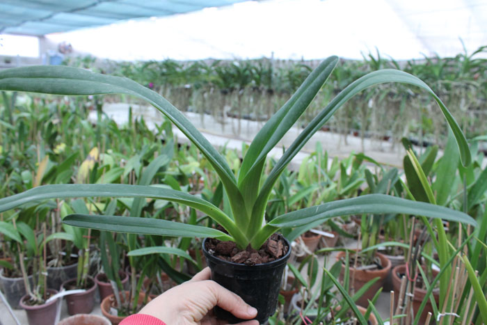 Paphiopedilum Julius Orchidfactory.jpg