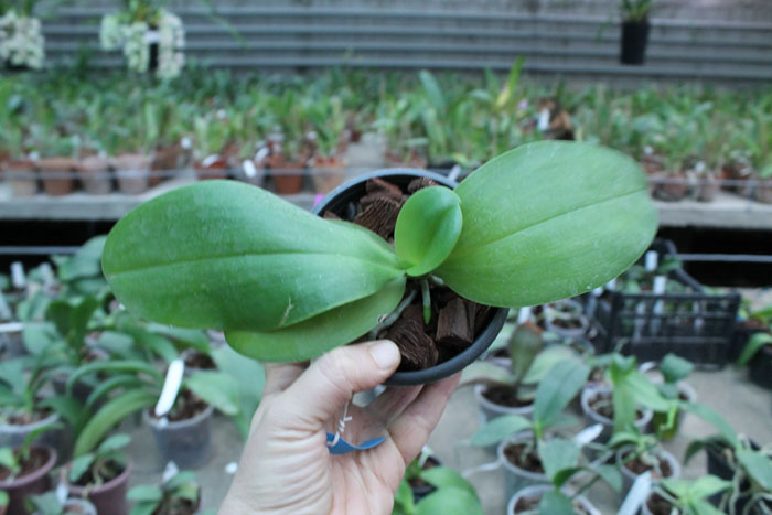 Phalaenopsis Ld's Bear King 'Yellow King' x Dragon Tree Eagle.jpg