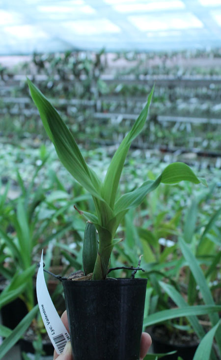 Lycaste Valentine.jpg