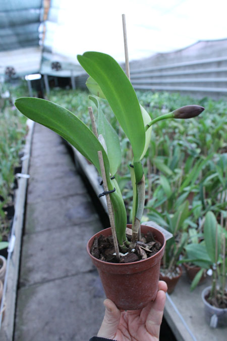 Potinara (Brassolaeliocattleya Toshie Aoki x Sophrolaeliocattleya Final Touch 'Mendenhall').jpg
