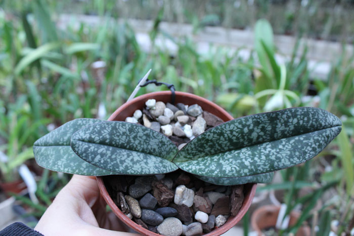 Paphiopedilum niveum (1508).jpg