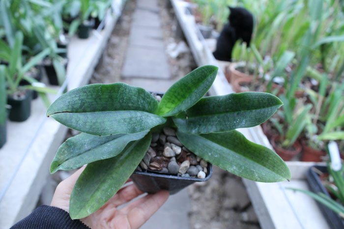 Paphiopedilum Shun-Fa Golden (hangianum x malipoense).jpg