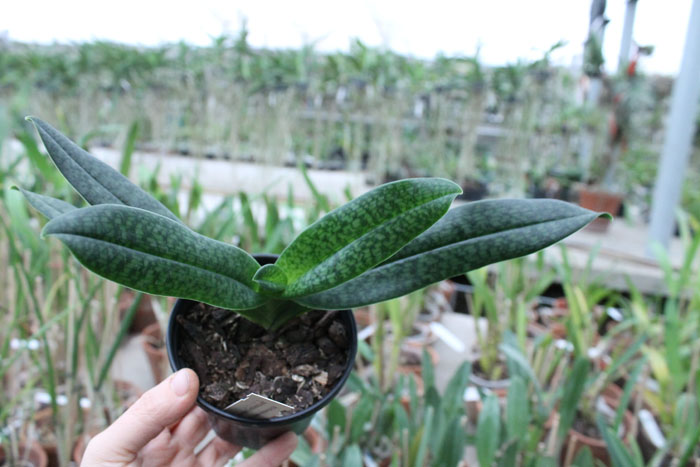 Paphiopedilum In Charm Handel (hangianum x delenatii).jpg