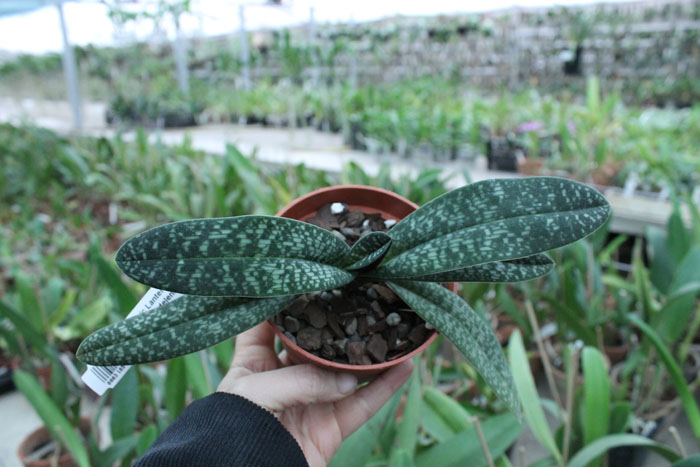 Paphiopedilum Magic Lantern (micranthum x delenatii).jpg