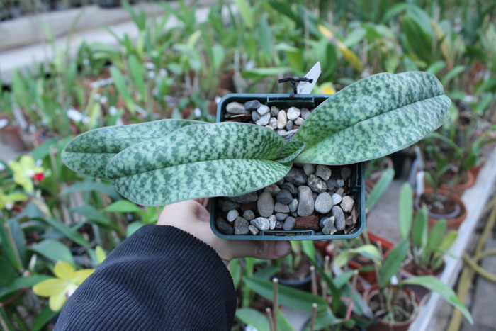 Paphiopedilum concolor x liemianum.jpg